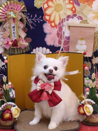 20240130シロくん 